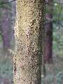 Acer pseudoplatanus - javor klen - kůra - 11.7.2003 - Břeclav (BV) - Boří les