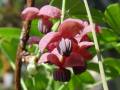 Akebia quinata - akebie pětičetná - květ - 1.5.2006 - Lanžhot (BV) - soukromá zahrada