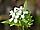 Alliaria petiolata česnáček lékařský