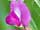 Vicia angustifolia vikev úzkolistá