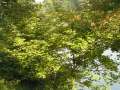Acer circinatum - javor okrouhlolistý - celá rostlina - 4.9.2004 - Lednice (BV) - zámecká zahrada