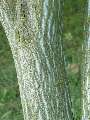 Acer crataegifolium - javor hloholistý - kmen - 6.9.2003 - Lednice (BV) - zámecká zahrada