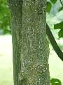 Acer crataegifolium - javor hloholistý - kmen - 5.7.2003 - Průhonice (PZ) - zámecká zahrada