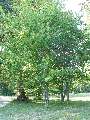 Acer crataegifolium - javor hloholistý - celá rostlina - 6.9.2003 - Lednice (BV) - zámecká zahrada