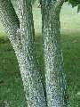 Acer crataegifolium - javor hloholistý - kmen - 6.9.2003 - Lednice (BV) - zámecká zahrada