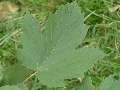 Acer pseudoplatanus Atropurpureum - javor horský Atropurpureum - list - 6.9.2003 - Lednice (BV) - zámecká zahrada