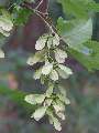 Acer pseudoplatanus - javor klen - plod - 11.7.2003 - Břeclav (BV) - Boří les