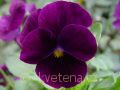 Viola ×cornuta Twix®F1 Bronze Blue - violka ×cornuta Twix®F1 Bronze Blue - květ - 7.10.2006 - Lanžhot (BV) - soukromá zahrada