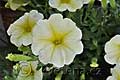 Petunia Surfinia Victorian Yellow - petúnie Surfinia Victorian Yellow - květ - 11.6.2011 - Lanžhot (BV) - soukromá zahrada