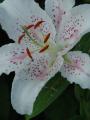 Lilium Muscadet - lilie Muscadet - květ - 11.7.2006 - Lanžhot (BV) - soukromá zahrada