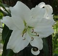 Lilium 'Casa Blanca' lilie 'Casa Blanca'