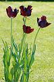 Tulipa Black Parrot - tulipán Black Parrot - celá rostlina - 22.4.2007 - Lanžhot (BV) - soukromá zahrada