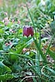 Fritillaria meleagris - řebčík kostkovaný - celá rostlina - 7.4.2007 - Lanžhot (BV) - soukromá zahrada