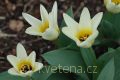 Tulipa fosteriana Concerto - tulipán Fosterův Concerto - celá rostlina - 17.3.2007 - Lanžhot (BV) - soukromá zahrada