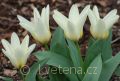 Tulipa fosteriana Concerto - tulipán Fosterův Concerto - celá rostlina - 17.3.2007 - Lanžhot (BV) - soukromá zahrada