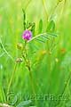 Vicia angustifolia - vikev úzkolistá - celá rostlina - 8.5.2008 - Lanžhot (BV) - louka pod zámečkem Lány