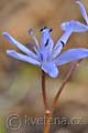 Scilla drunensis - ladoňka rakouská - květ - 18.3.2012 - Lanžhot (BV) - Okraj lesa u louky Březová