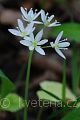 Allium ursinum - česnek medvědí - květ - 8.5.2007 - Lanžhot (BV) - Obora - Soutok