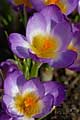 Crocus sieberi Tricolor - šafrán Sieberův Tricolor - květ - 8.3.2008 - Lanžhot (BV) - soukromá zahrada