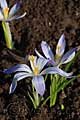 Crocus tommasinianus Lilac Beauty - šafrán Tommasiniho Lilac Beauty - celá rostlina - 8.3.2008 - Lanžhot (BV) - soukromá zahrada