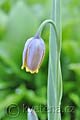 Fritillaria uva-vulpis - řebčík - celá rostlina - 11.4.2011 - Lanžhot (BV) - soukromá zahrada