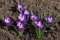 Crocus tommasinianus Ruby Giant - šafrán Tommasiniho Ruby Giant - celá rostlina - 8.3.2008 - Lanžhot (BV) - soukromá zahrada