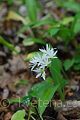 Allium ursinum - česnek medvědí - celá rostlina - 8.5.2007 - Lanžhot (BV) - Obora - Soutok