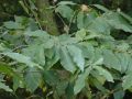 Castanea sativa - kaštanovník jedlý - větev - 4.9.2004 - Lednice (BV) - zámecká zahrada