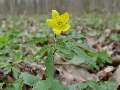 Anemonoides ranunculoides - sasanka pryskyřníkovitá - celá rostlina - 11.4.2003 - Lanžhot (BV) - Kazůbek