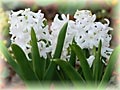 Hyacinty