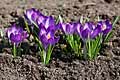 Crocus tommasinianus Ruby Giant - šafrán Tommasiniho Ruby Giant - celá rostlina - 8.3.2008 - Lanžhot (BV) - soukromá zahrada