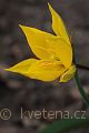 Tulipa sylvestris - tulipán planý - květ - 30.3.2007 - Lanžhot (BV) - soukromá zahrada