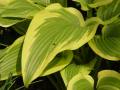 Hosta montana var. aureomarginata - bohyška - list - 14.5.2006 - Lanžhot (BV) - soukromá zahrada