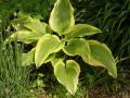 Hosta montana var. aureomarginata - bohyška - celá rostlina - 14.5.2006 - Lanžhot (BV) - soukromá zahrada