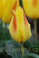 Tulipa kaufmanniana Corona - tulipán Kaufmannův Corona - květ - 31.3.2007 - Lanžhot (BV) - soukromá zahrada