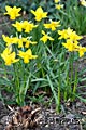 Narcissus Little Witch - narcis - celá rostlina - 29.3.2008 - Lanžhot (BV) - soukromá zahrada