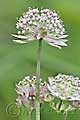 Astrantia major - jarmanka větší - květ - 5.7.2011 - Slovensko - Vrátná dolina, Malá Fatra