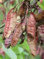 Cercis siliquastrum - zmarlika evropská - plod - 4.9.2004 - Lednice (BV) - zámecký park