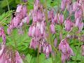 Dicentra eximia - srdcovka drobnokvětá - květ - 6.6.2004 - Lanžhot (BV) - soukromá zahrada