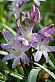 Chionodoxa forbesii Pink Giant - ladonička - květ - 22.3.2008 - Lanžhot (BV) - soukromá zahrada