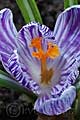 Crocus Pickwick - šafrán Pickwick - květ - 29.3.2008 - Lanžhot (BV) - soukromá zahrada